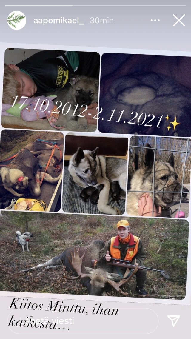 tilliarto's tweet photo. Olen kuullut sanottavan, että lemmikit opettavat meille myös luopumista. On vaan pirun raskasta tämä opettelu!
RIP Linnakiven Minttu, olit upea koira…
#luopuminen #hirvikoira #ikävä #suru https://t.co/YN2wHYWcax