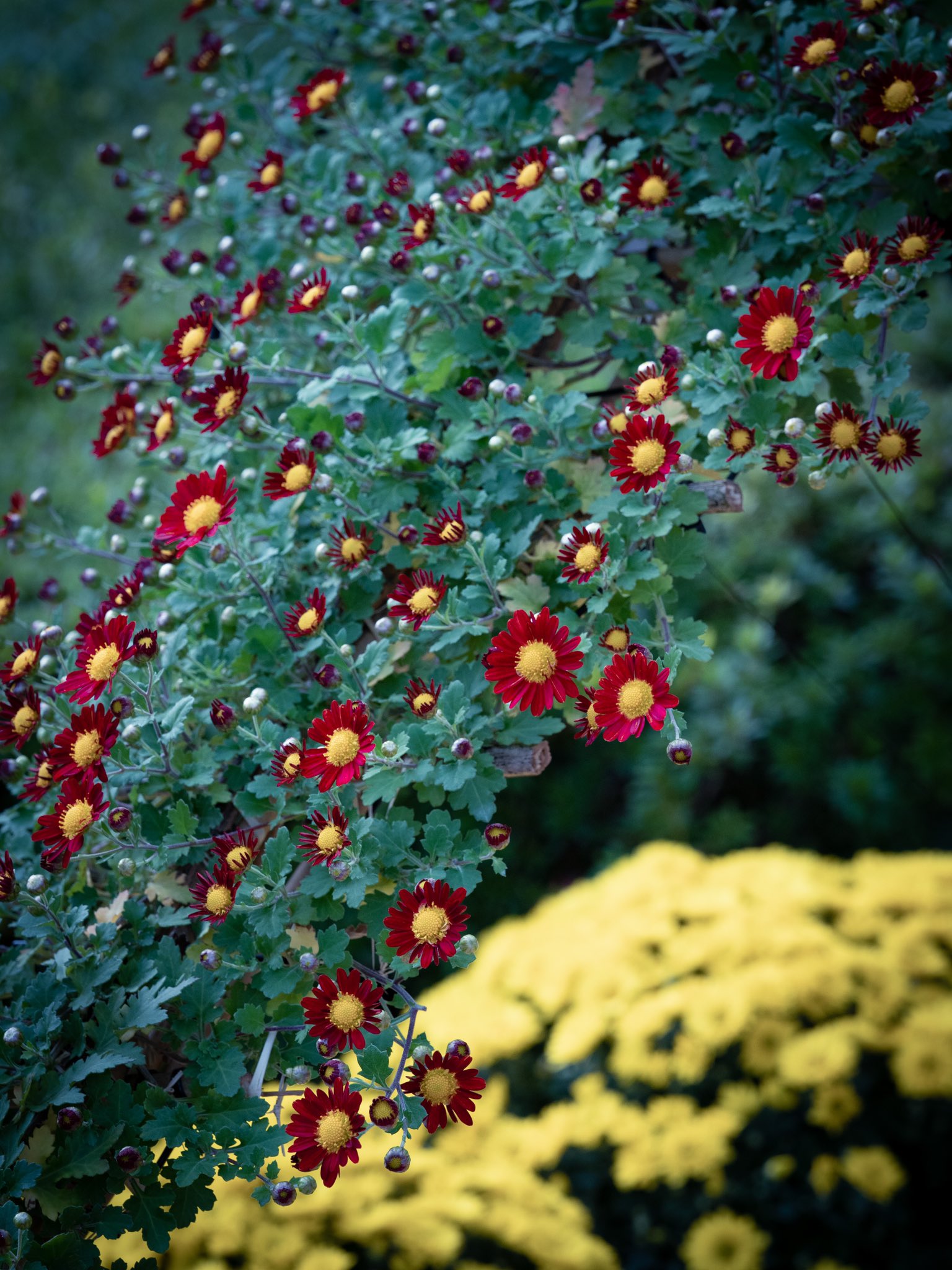 佐久間真理子 Rt T コギク コギク が咲いていました 中国原産 キク科 日本には平安時代頃に渡来しました コギクは日本で作出された園芸種です 菊人形や懸崖仕立に使われます 花言葉は 純情 T Co 0a48lty8bn Twitter 佐久間真理子 Rt T コギク コギク が咲いていました 中国原産 キク科 日本には平安時代頃に渡来しました コギクは日本で作出された園芸種です 菊人形や懸崖仕立に使われます 花言葉は 純情 T Co 0a48lty8bn Twitter