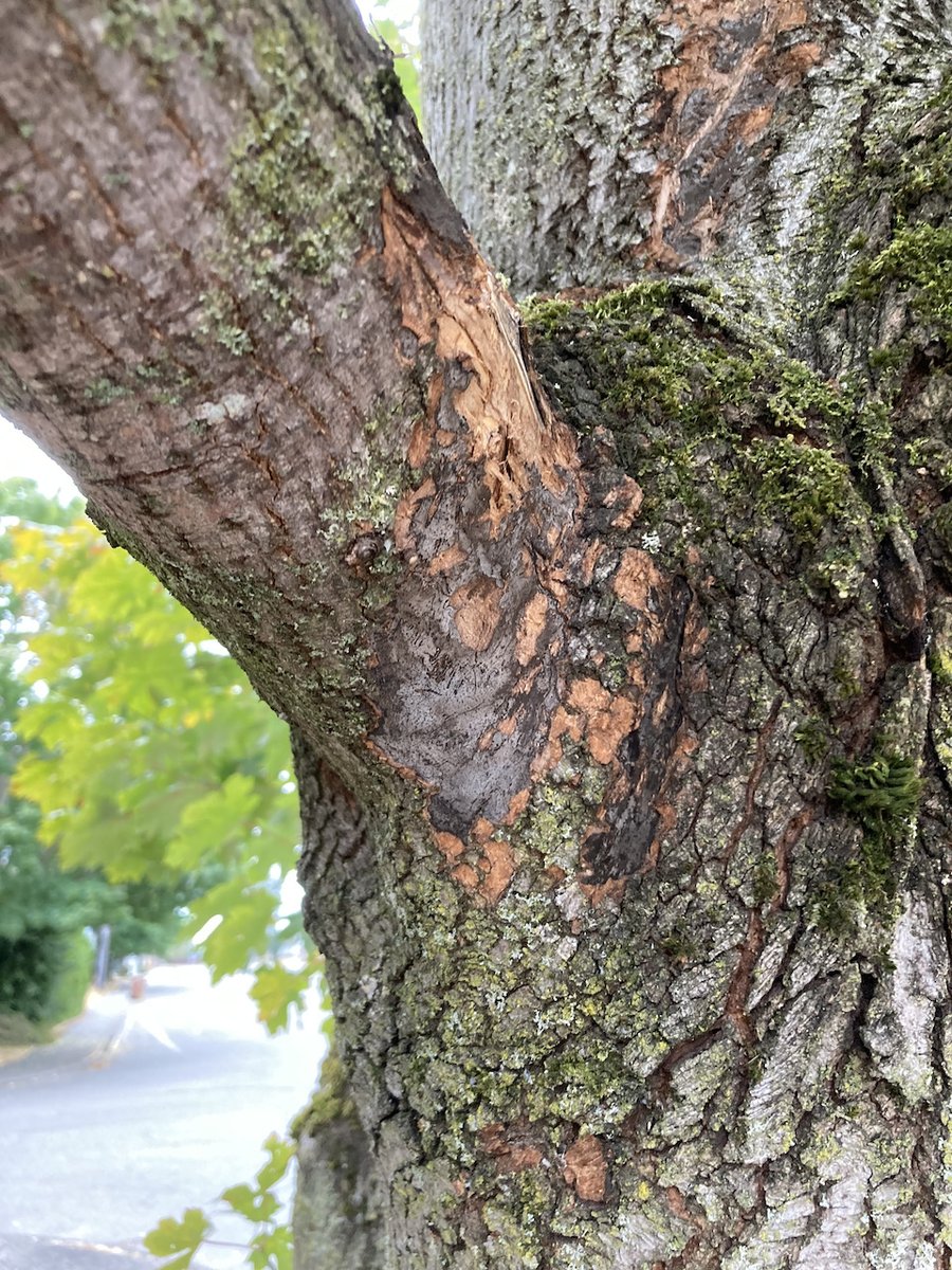 Join us tomorrow for an information session about Sooty Bark Disease, an emerging issue for PNW forests and communities. foresthealth.org/event/sooty-ba…