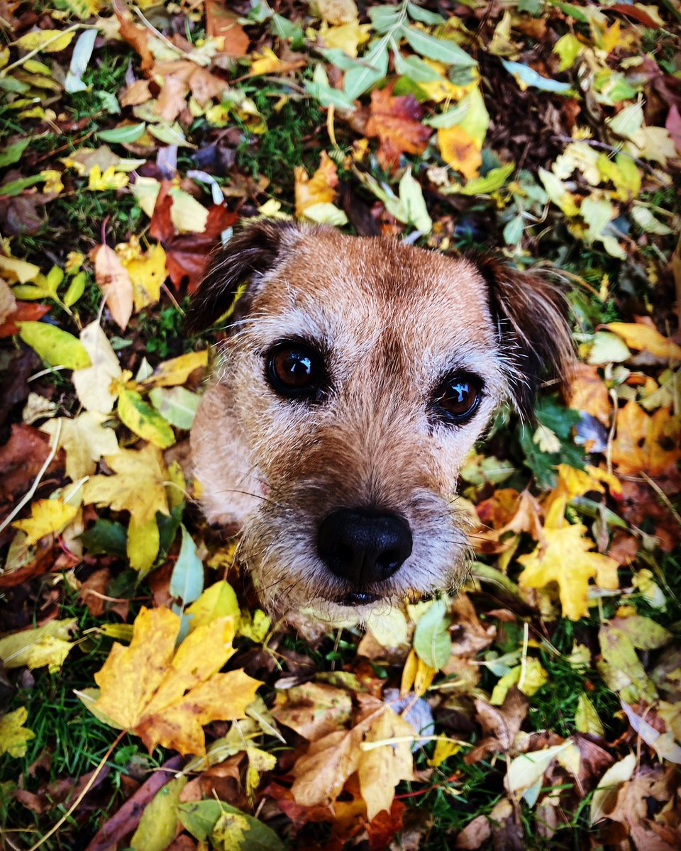 MOHO_Mutt's tweet photo. My #MOHOmusing My #interest is chewing toys , my #habituation #styleofdoing is frantic hard chewing. I have broken 3 teeth on my toys. The #environmental factors (super hard chews) of my #occupationalbehaviour is having a negative effect. Op to remove teeth tomorrow 🙁 https://t.co/moaIMZ4Kuc