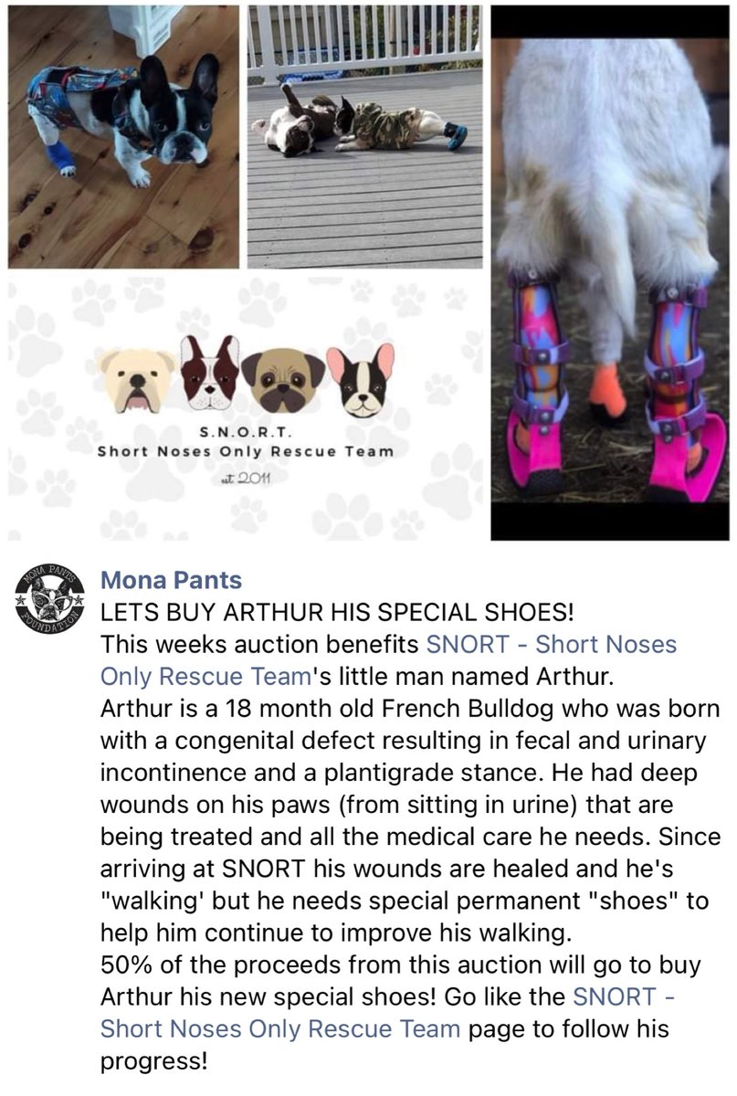 SNORTRescue's tweet photo. Please help us raise money for Arthur’s special shoes! 

https://t.co/HMdozf0HYQ https://t.co/Ii4FvGF03T