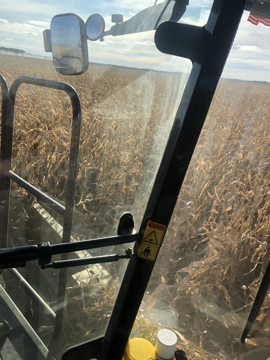 neiljac17224015's tweet photo. Proven 76 day corn. Kicking ass. Running 17.5 moisture 59-61 pounds and averaging 178bus Pretty happy #corn21 @ProvenSeed https://t.co/clvoVrEMnT