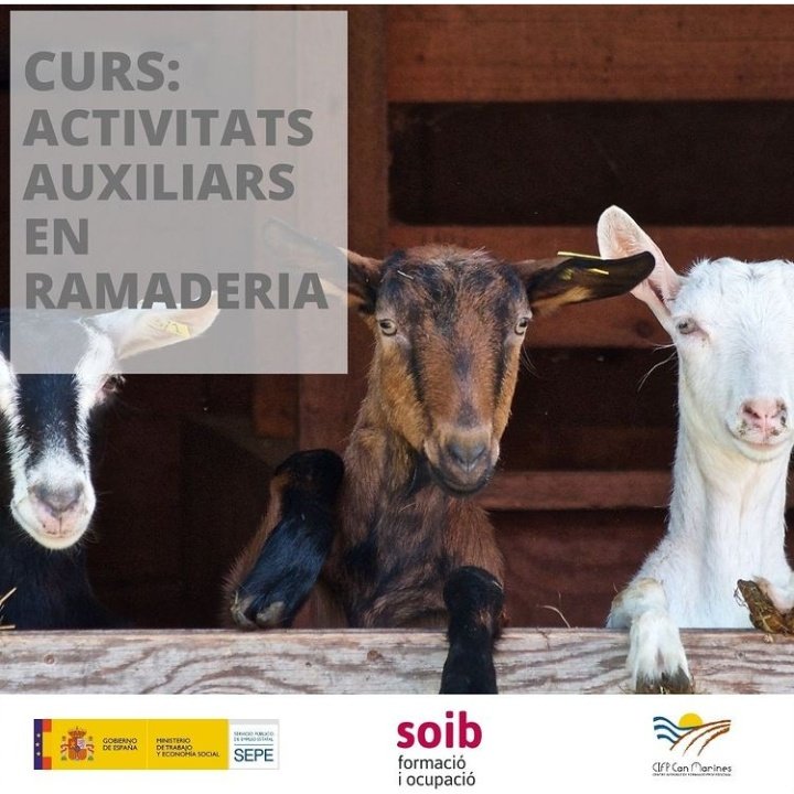 CIFPcanMarines's tweet photo. Encara ens queden places per al curs de ramaderia amb @SOIBgoib 
Apunta't ✍️
👉 Comparteix https://t.co/bNinFbk9hO