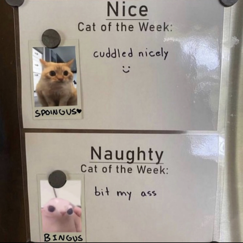 WholesomeMemes (@wholesomememe) on Twitter photo 