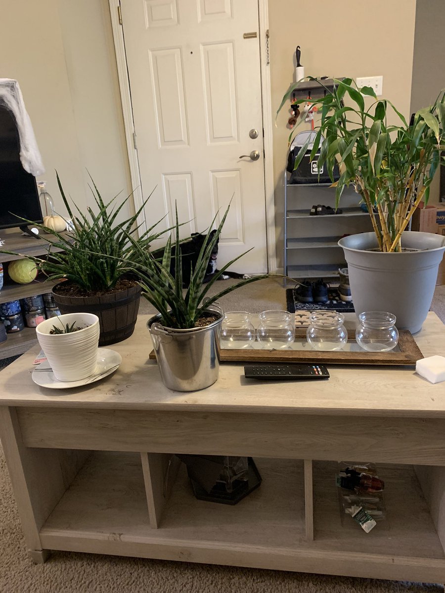 _JSSimpson's tweet photo. Finally moved the plants (some pictured here) inside from the balcony. This is the official start of fall (for me) 🥲 https://t.co/a11XPvgDas