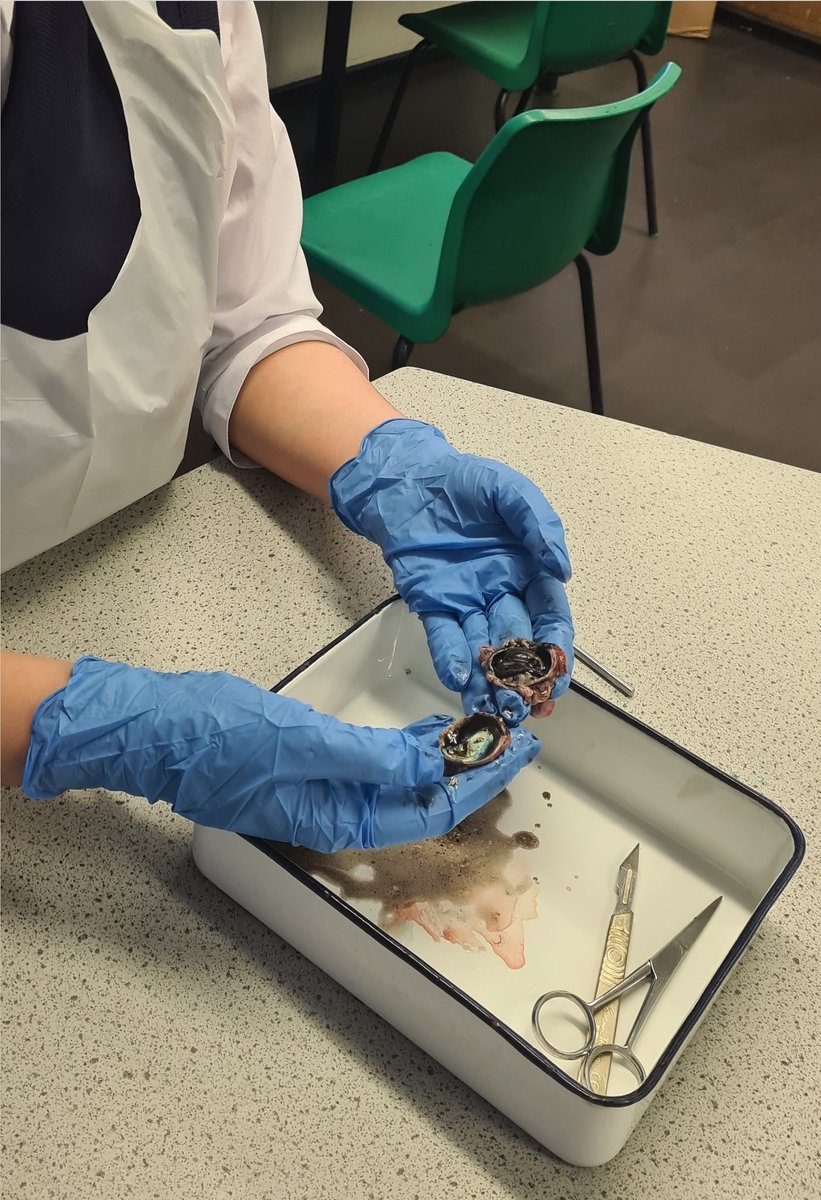 misskbarton_sci's tweet photo. Another amazing anatomy club tonight. 👁
Today we dissected eyes, and learned all about the structure of the eye and how it works. Such an amazing and beautiful organ... when you get past all the black goop! @FSDScience @AmbitionFram #anatomy #Biology #enrichment 👁 https://t.co/X6tiUjG0HM
