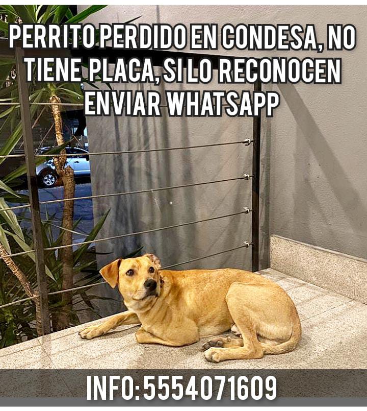 Dcyon's tweet photo. #AyudameARegresarACasa #perro #Perdido #PerrosPerdidosMX #LaCondesa @RomaCondesa @VidaCondesa #CDMX https://t.co/SMiUhlkvh9