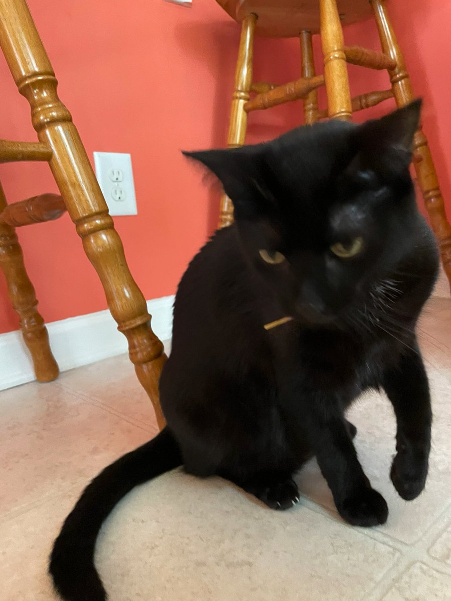 Catie has been running through the house with something in her mouth and it’s not a toy. Mom finally grabbed a hold of her and checked her mouth it’s a dried spaghetti noodle. 🍝 #CatsOfTwitter #cats #catsofinstagram #spaghetti #furry #weirdo #tuesdayvibe #Tuesday #photooftheday