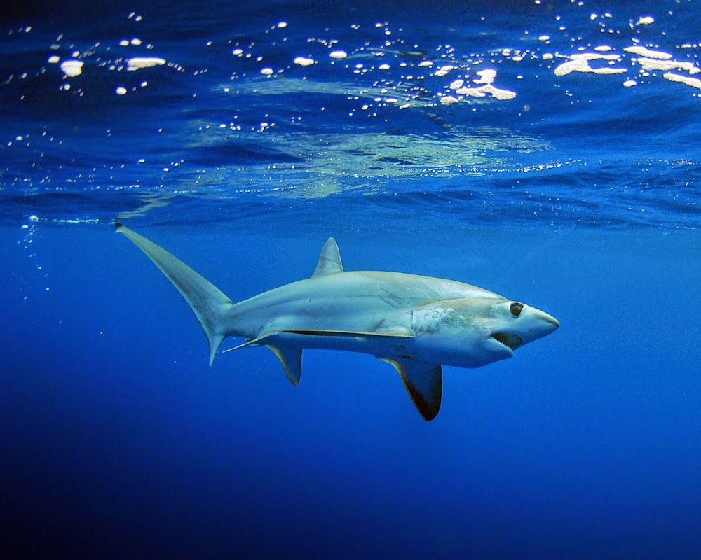 SharksEveryDayy's tweet photo. Just a reminder that Bigeye Thresher Sharks (Alopias superciliosus) are a thing! They may be the rarest member of the Alopiidae family, but they deserve love anyway 💙 https://t.co/DXXuHoPHaO