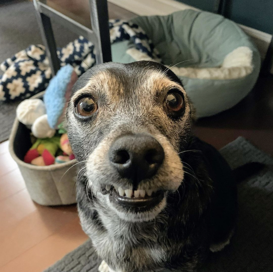 MorrisAnimal's tweet photo. Introducing our 1st candidate for the Morris Alumni spot on the Mural--- BEEF!

Beef used to be overweight and struggled to walk, but thanks to his adopters he now loves to hike!

If you think Beef should be on our mural, like and share this post! (like = 1 point, share = 2) https://t.co/Q8TWbqFuiF