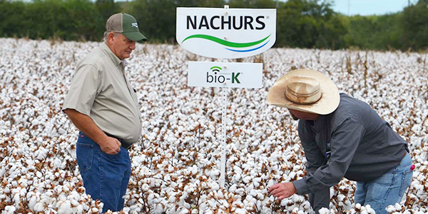 NACHURS's tweet photo. Growing cotton next year? Our #Start2Finish program  provides the nutrients needed from emerging cotton seedlings all the way to harvest time! https://t.co/0tFoXZD9OQ https://t.co/z8xkd6fEzJ