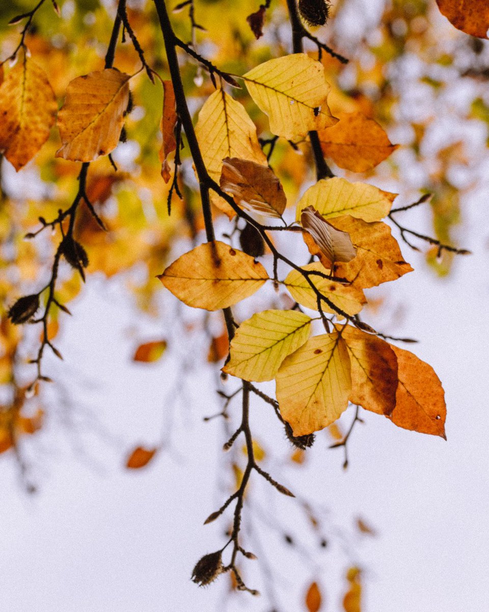 blackthornbone's tweet photo. Autumn inspiration 🍂
-
#awesupply #naturegram #globeshotz #earthfocus #exploretocreate #instagoodday #lonelyplanet #passionpassport #travelgram #passionpassport #mytravelgram #exploremore #globetrotter #camerasetupclub #folkgreen #natgeo #placesoftheworld #canonstories #canon https://t.co/AbjKDuM8tP