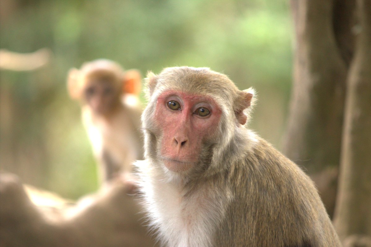 nyuprimatology's tweet photo. We are hiring! Come join our thriving Cayo Santiago macaque project working w @ljnbrent @SMack_Lab @MichaelLouisPl1 @monkeymullet. We have 2 new positions. Details in the next two tweets Apply! (1/3) https://t.co/fem3afUyTH