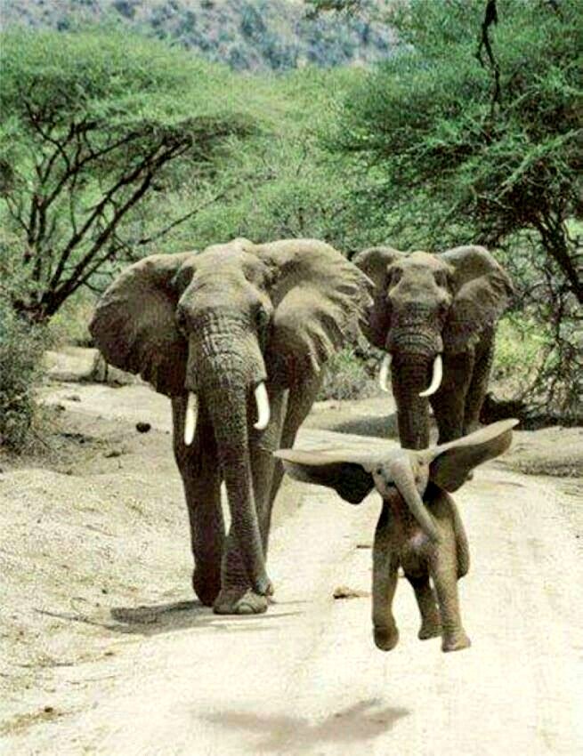 Dumbo❇️🐘 fly 💫
#tuesdayvibe 
#animals
