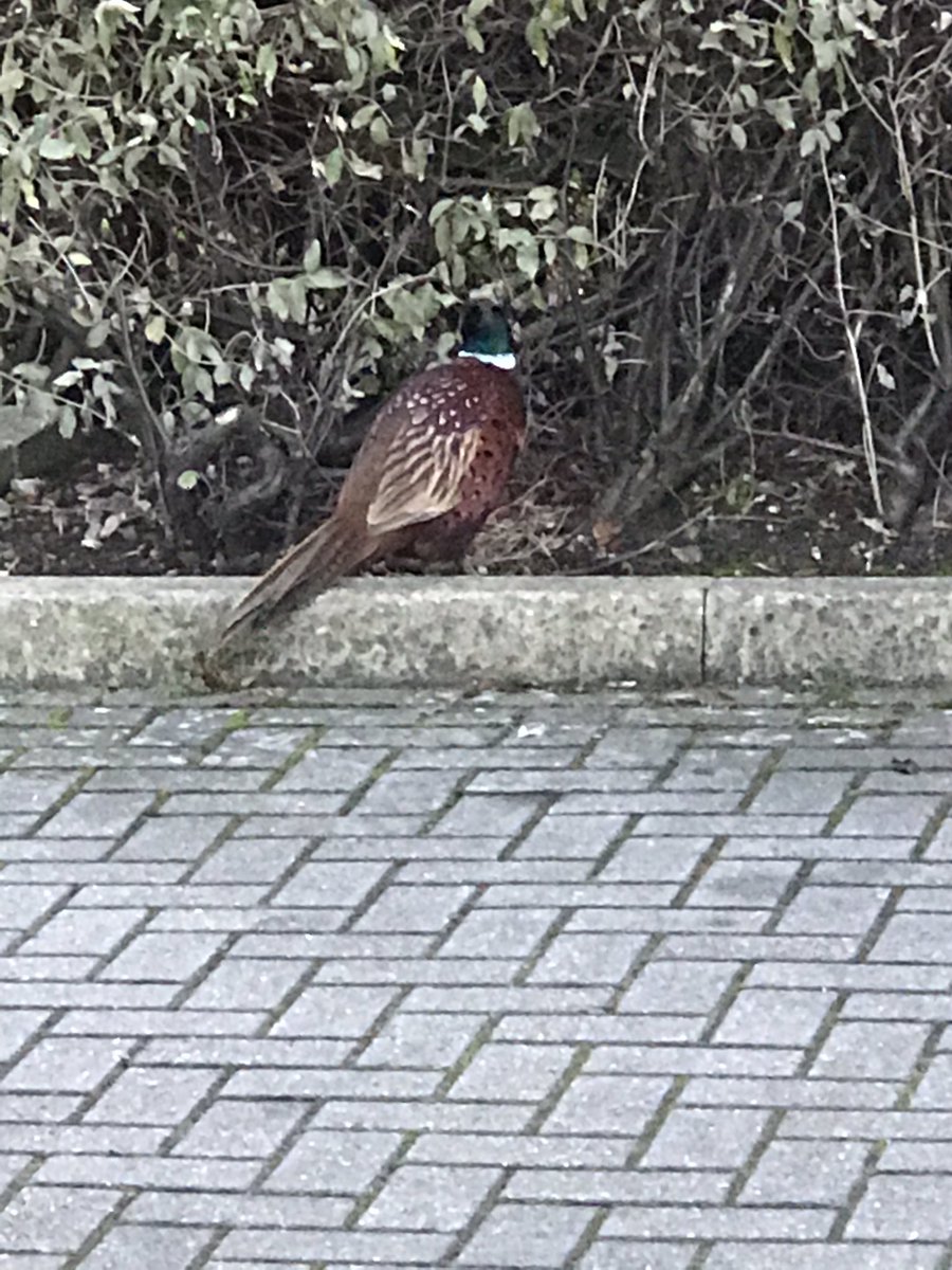 ACETESTING's tweet photo. @ToolstationUK  not everyday you see this in a Toolstation car park https://t.co/o82QjeDGqe