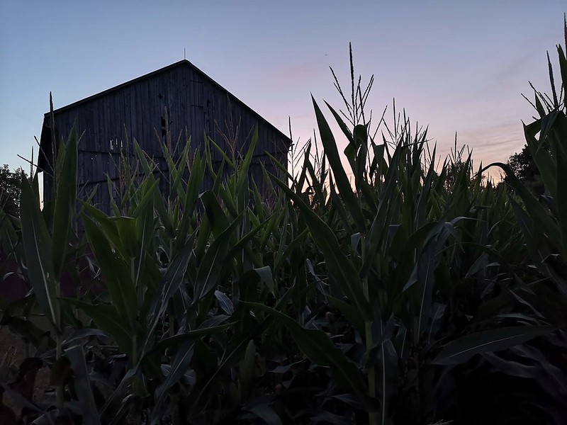 Syngenta Canada tweet media