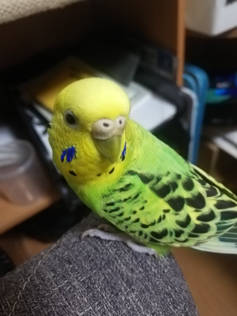 #セキセイインコのなち
今日のなっちゃん🌌