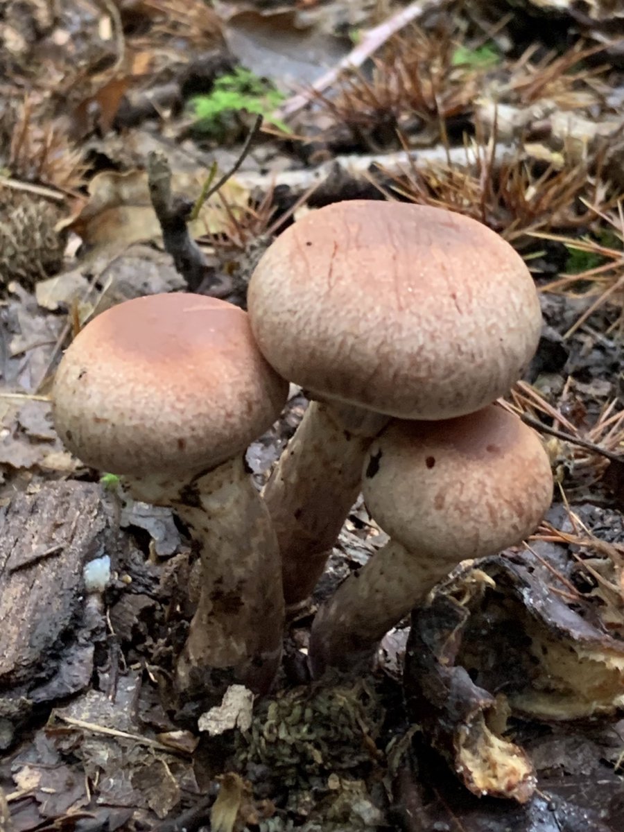 Nice to see today this Slender Parasol standing upright in all its gory near to this trio of darling young Webcap #fungi