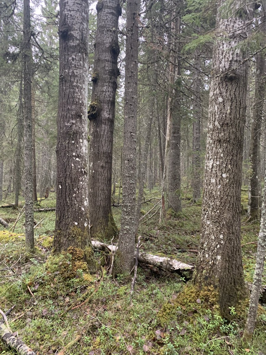 TimoKumpula1's tweet photo. Scouting aspens in Lieksa, #haapa #vanhatmetsät #0ldgrowthforest #biodiversity @IBCCarbon @DigGeoUef @UEFGeoHistory https://t.co/X84RQcwPzn
