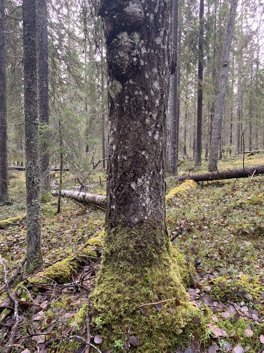 Timo Kumpula (@timokumpula1) on Twitter photo Scouting aspens in Lieksa, #haapa #vanhatmetsät #0ldgrowthforest #biodiversity <a href="/IBCCarbon/">IBC-Carbon</a> <a href="/DigGeoUef/">DigitalGeosciencesUEF</a> <a href="/UEFGeoHistory/">Historia- ja maantieteiden laitos, UEF</a> Scouting aspens in Lieksa, #haapa #vanhatmetsät #0ldgrowthforest #biodiversity <a href="/IBCCarbon/">IBC-Carbon</a> <a href="/DigGeoUef/">DigitalGeosciencesUEF</a> <a href="/UEFGeoHistory/">Historia- ja maantieteiden laitos, UEF</a>