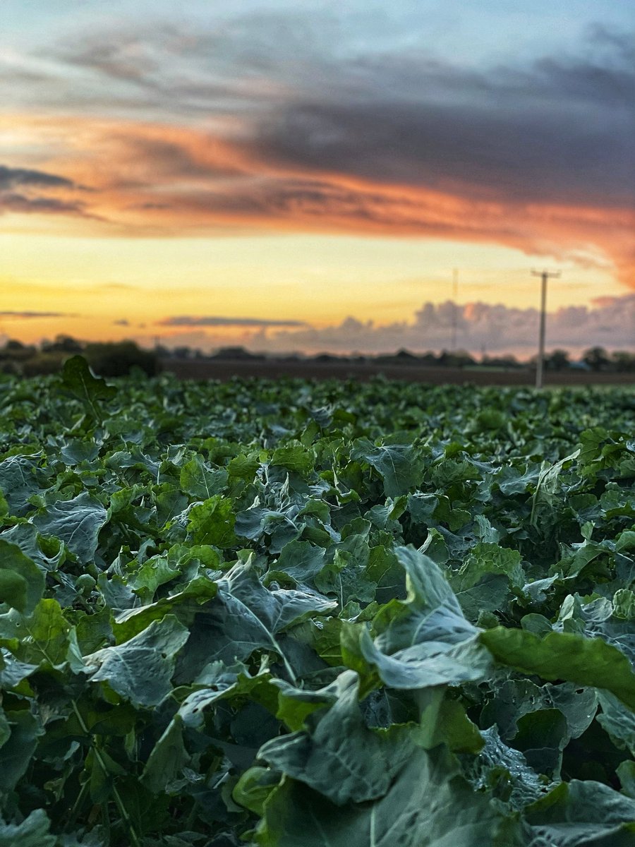 suffolklottie's tweet photo. Big bro’s @debhallfarms @KWSUKLtd  Campus looking great under tonight’s beautiful fluffy pink sunset https://t.co/jAHY19J7ha