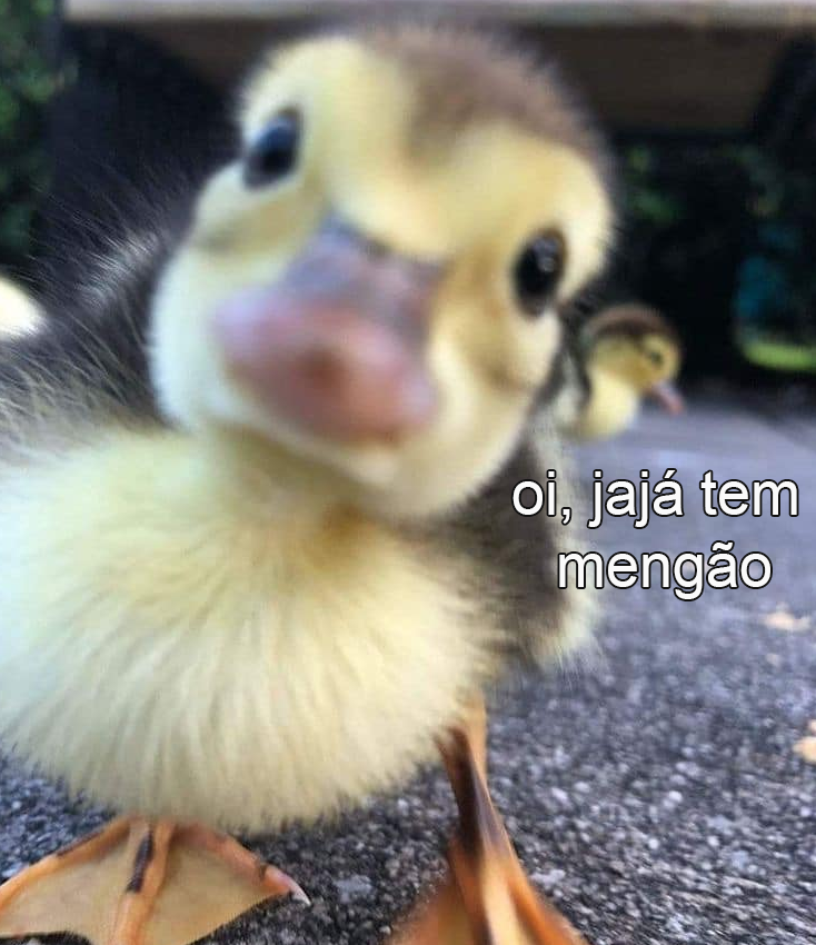 animaizinhos flamenguistas (@flanimais) on Twitter photo 