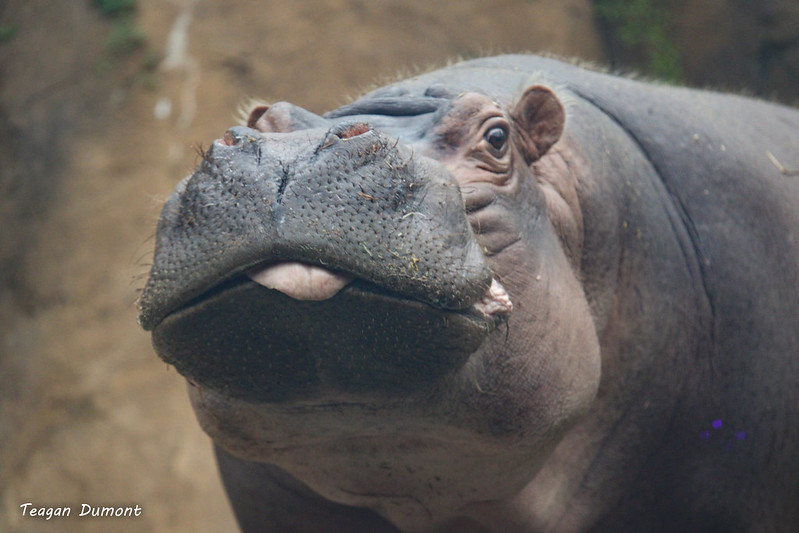 CincinnatiZoo's tweet photo. Celebrating #TongueOutTuesday in Hippo Cove! #TeamFiona https://t.co/FAwNRJwOH8