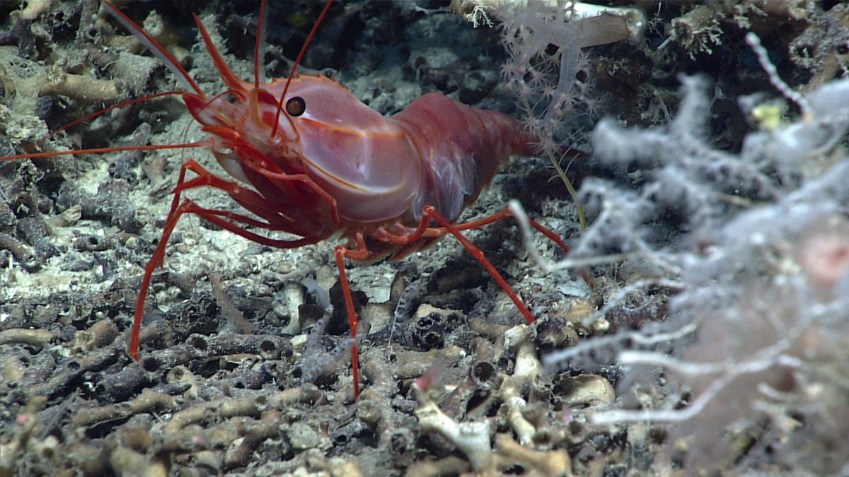 Woohoo!! Good news: ROV issue resolved, so we're diving! Currently on our way to seafloor to explore the unusual mound on the shelf break of the Blake Plateau.

On bottom around 2 p.m. ET. Tune in LIVE: oceanexplorer.noaa.gov/livestreams/we…

[Shrimp from #Okeanos Dive 01 for attention...]