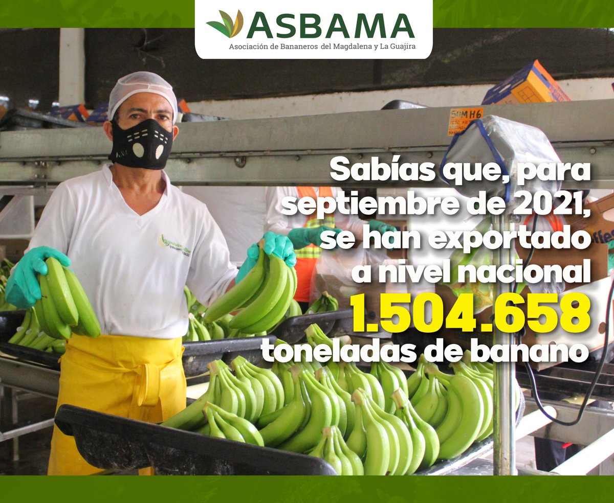 asbama_'s tweet image. #DatosDelSector ➡️➡️ Sabías que, para septiembre de 2021, se han exportado a nivel nacional 1.504.657 toneladas de banano, siendo marzo y septiembre los meses de mayor volumen. 

#ASBAMATeInforma🍌🍌🍌🌏🌏