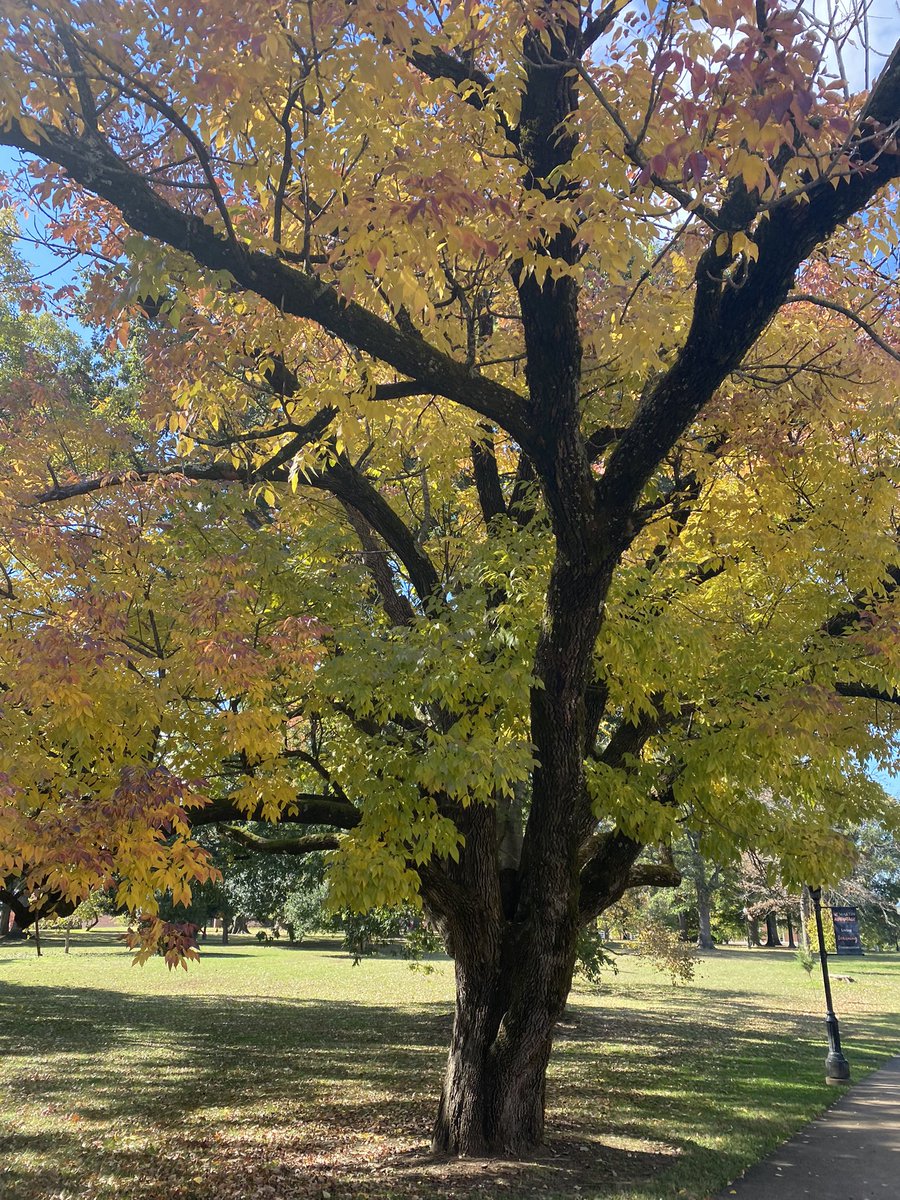 Hey <a href="/DrG_at_UTM/">Genessa Smith</a> … let’s play “Best Tree on the Quad”. I nominate this one: