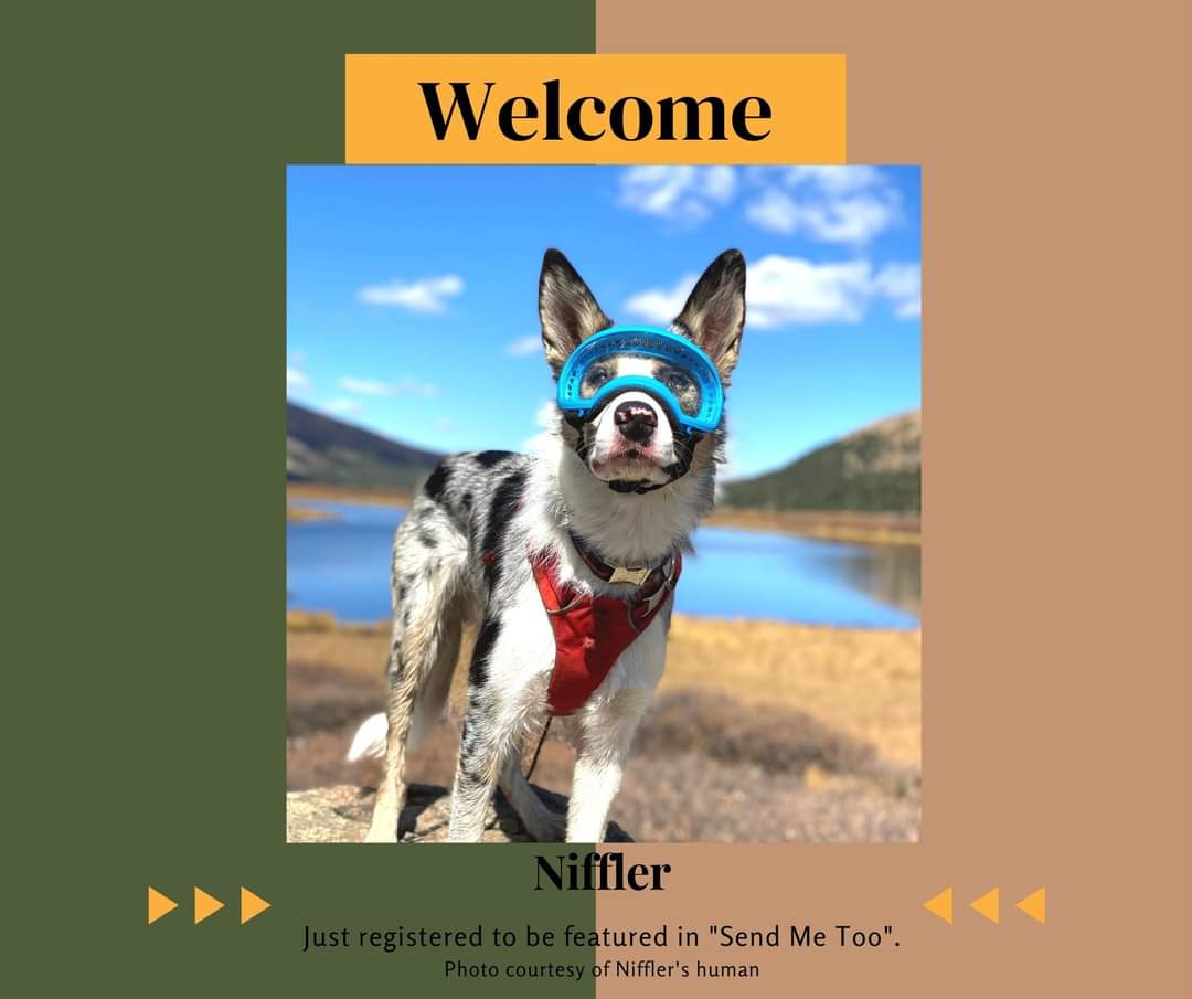A warm welcome to Niffler, who has registered to be featured in "Send Me Too"! 

Would you like YOUR working dog featured in "Send Me Too"? Registration is currently open to all working dogs of the Pacific Northwest. 

hollyccook.com/send-me-too.ht…

Photo courtesy of Niffler's family.