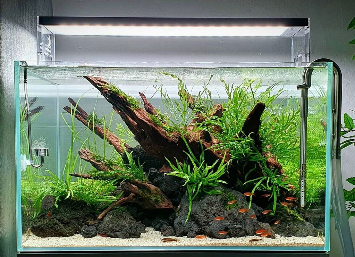 seachem's tweet image. Gorgeous aquascape by our Brand Ambassador @geordiescaper .