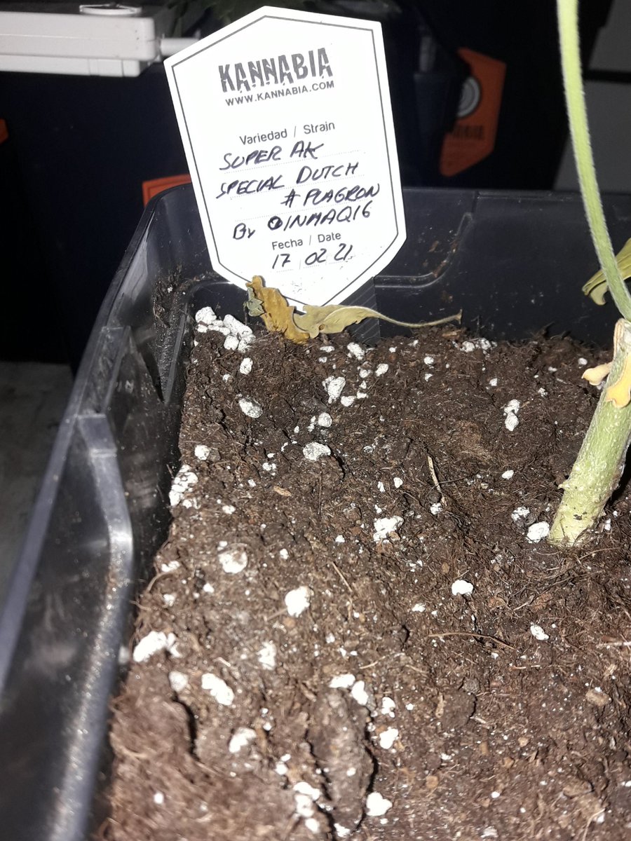 AdrycManellson's tweet photo. @PodemosCanabico @JuanKannabia @Kannabia_Samen @DPlantasur @IntKannabia @KannabiaSeeds @Kannabia_US @kannabia_en @ThePureFactory_ @Sophie_MJ @Apez140 @HempCropEs @GreenbudSeeds @PlagronAruba @ProXL_Spain @RaulSantos1981 @EspanaHesi @groushop @DrCogollo Es una #SuperAk #SpecialDutch @Kannabia_Samen #PodemosCrew, cultivada por mi Hada @INMAQ16 en #Sust #RoyalMix @PlagronAruba #Natural hace ya unos meses.
Abrazos van desde #AdrycsCove, Paz, Olas #SemisDeColección.
Junto con nuestros Mejores Deseos para la Tarde que termina...🧚♂️😎 https://t.co/tuml01gmiB