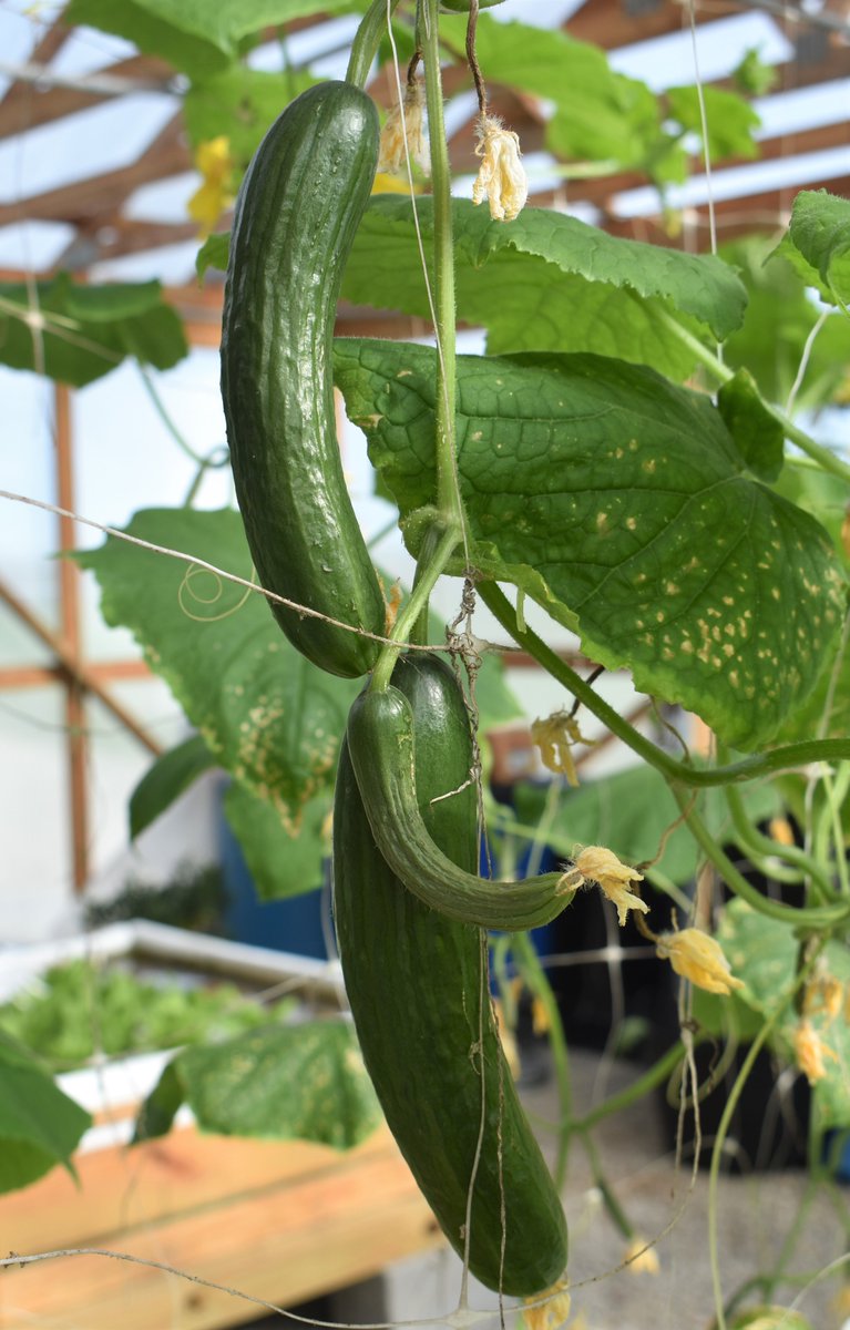 StateExtension's tweet image. You may be putting your garden to bed but we&apos;re still growing within the CSUE Aquaponics  Demonstration Facility!