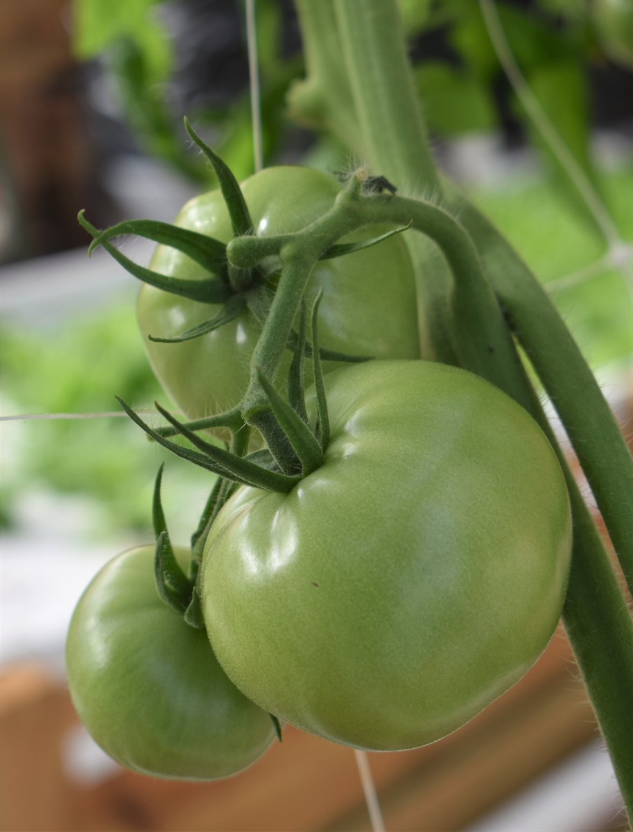 StateExtension's tweet image. You may be putting your garden to bed but we&apos;re still growing within the CSUE Aquaponics  Demonstration Facility!