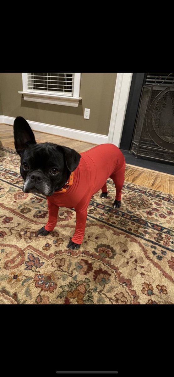 This <a href="/bumble/">Bumble</a> dog knows that today is a No Bones Day. 

#bumble #swiperight #dogsofdatingapps