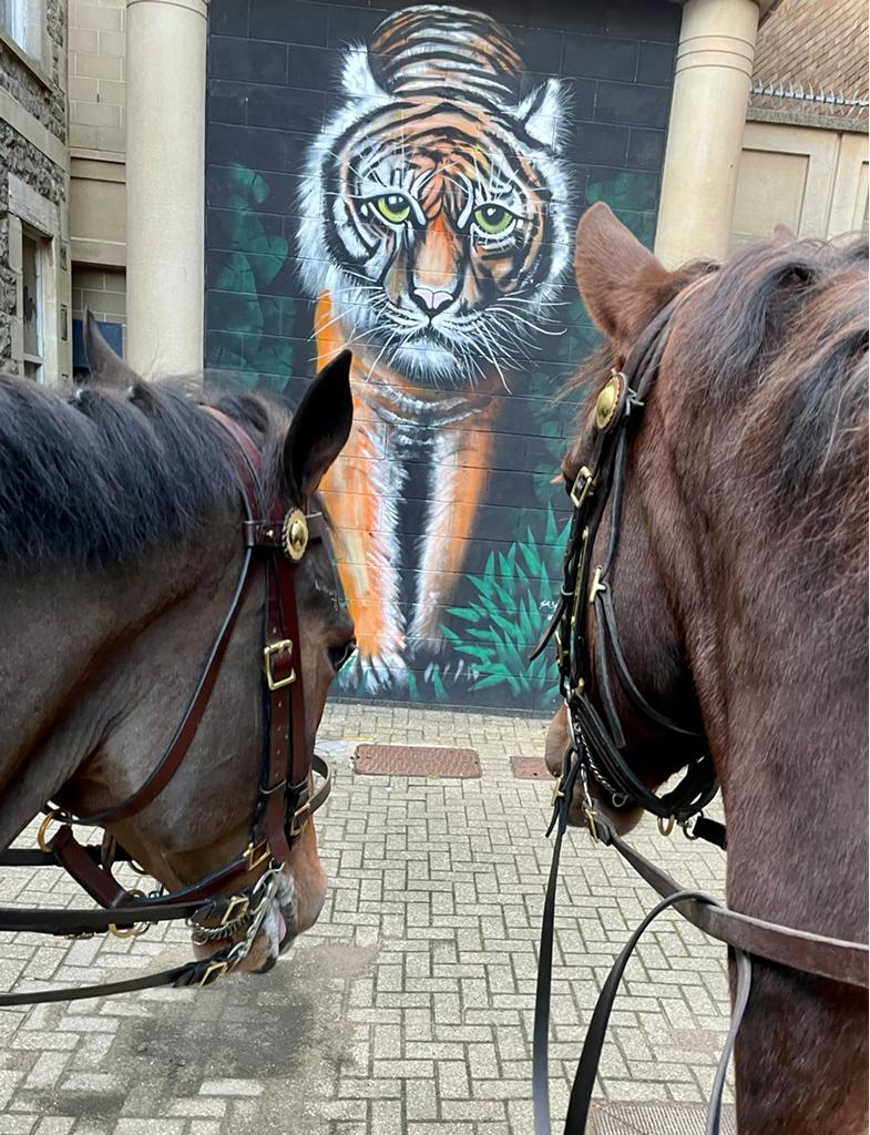 ASPoliceHorses's tweet photo. Mike & Ben are debating whether they’re brave enough to take on the scary looking tiger … 🤔. They have been patrolling Weston today #maybenottoday https://t.co/cWZE7UB4rk