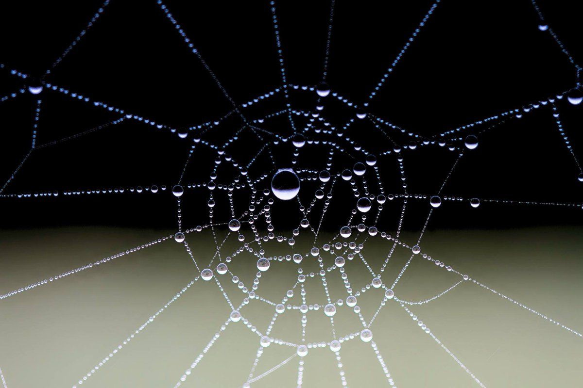 If I see a spider in my house, I put it in a cup, and then I take it outside. I save it. What is wrong with me? 🖤🕷🕸