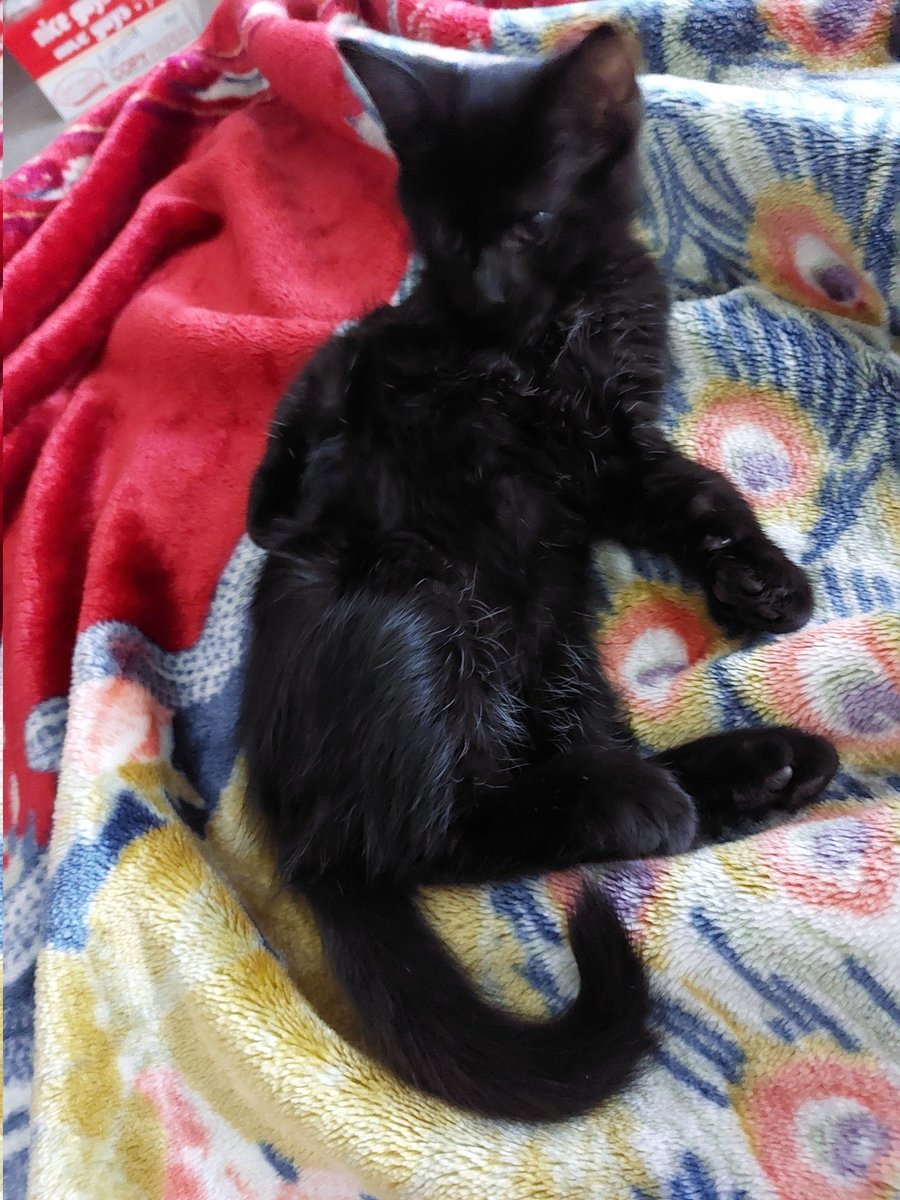 Lil kitten wants to wish you a good day 😽
#CatsOfTwitter #cats