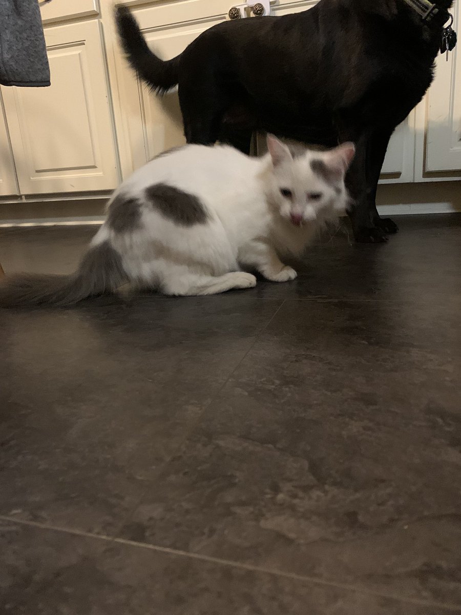 aubieisausome's tweet photo. Home from her adventures. Takeaway fact: always check for kitties in the crawlspace before shutting the door. #36hoursmia #neighborhoodalertworks #alycat https://t.co/f9cBmmO2SS