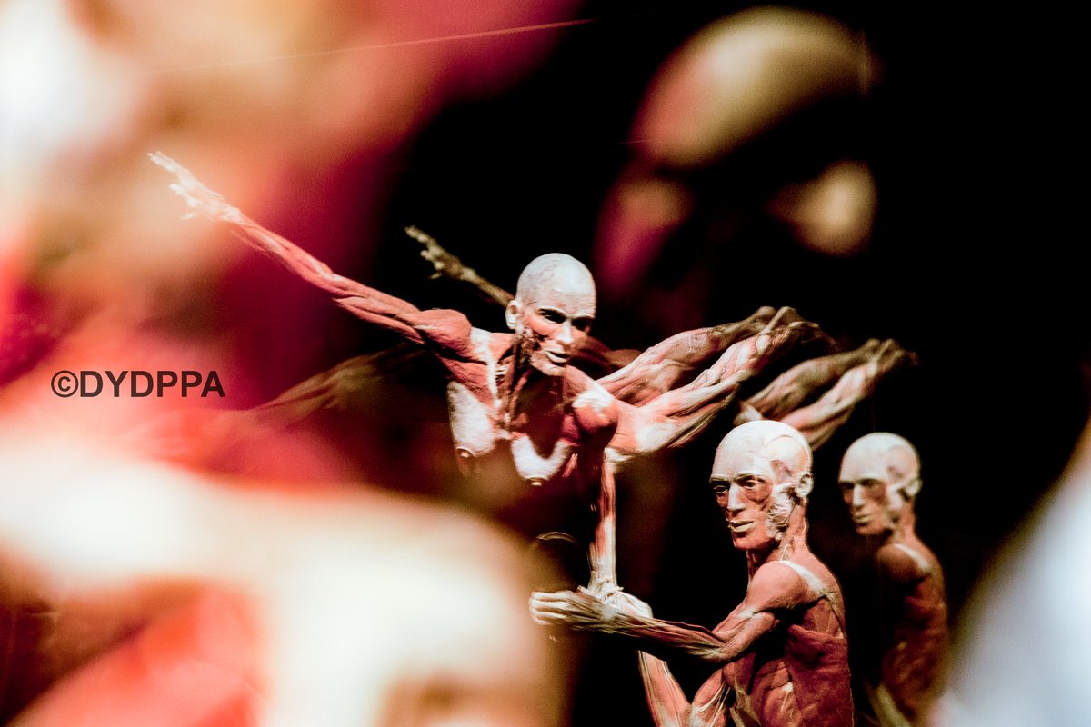 Body Worlds in Madrid. Photo: @takikmad #dydppa #ınstagood #instadaily #body #cuerpohumano #bodyworlds #ifema #ifemamadrid #bodyworldsmadrid #anatomia #madrid #exhibition #exposicion #picoftheday #photooftheday #human #anatomy #theglimpsestudio