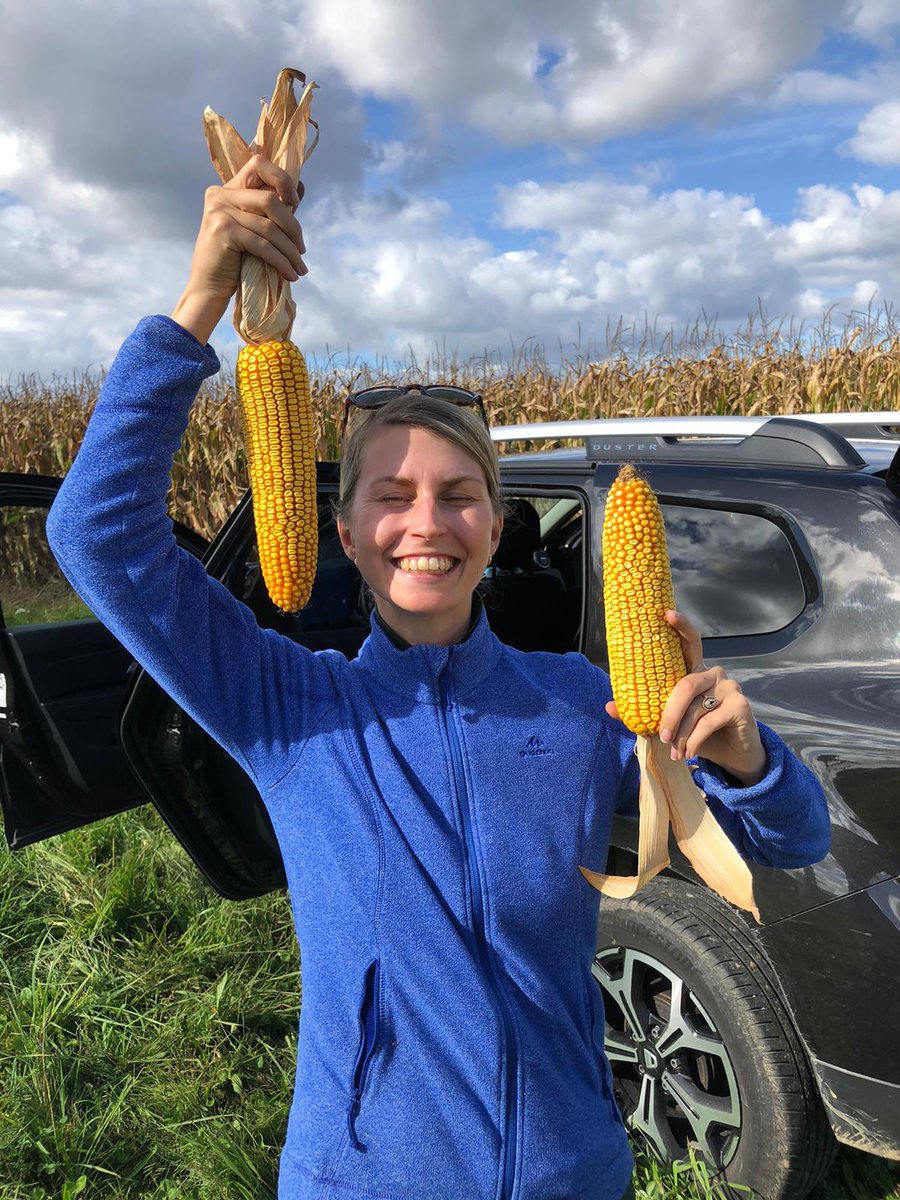 On aurait pas une pépite là ?? 🥳
En prime ma tête quand je suis contente 🤣 
Bien entourée par un 24 et un 26 rangs 🤩 
#DKC5812 #DEKALB #CornLover 🌽