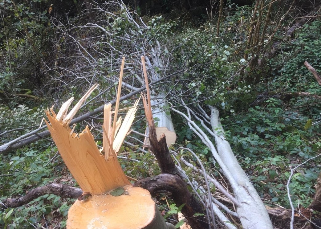 Bilirkişi raporuna rağmen İkizdere' de doğa katliamı devam ediyor. 
Doğa katliamı durana kadar haklı mücadelemize devam edeceğiz. 
#İkizdereDireniyor
#İkizdereTaşOcağıOlmasın
#İkizdereÇevreDerneği
<a href="/idef_ikizderere/">İDEF İkizdere Dernekler Federasyonu</a>
<a href="/ikizdere_icder/">İkizdere Çevre Derneği</a>