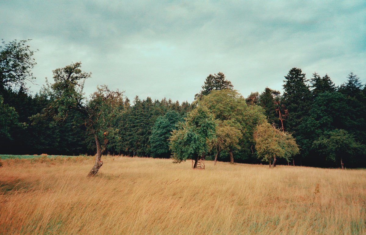 analoguevibez's tweet photo. I love autumn. https://t.co/RWNIybW6Cn