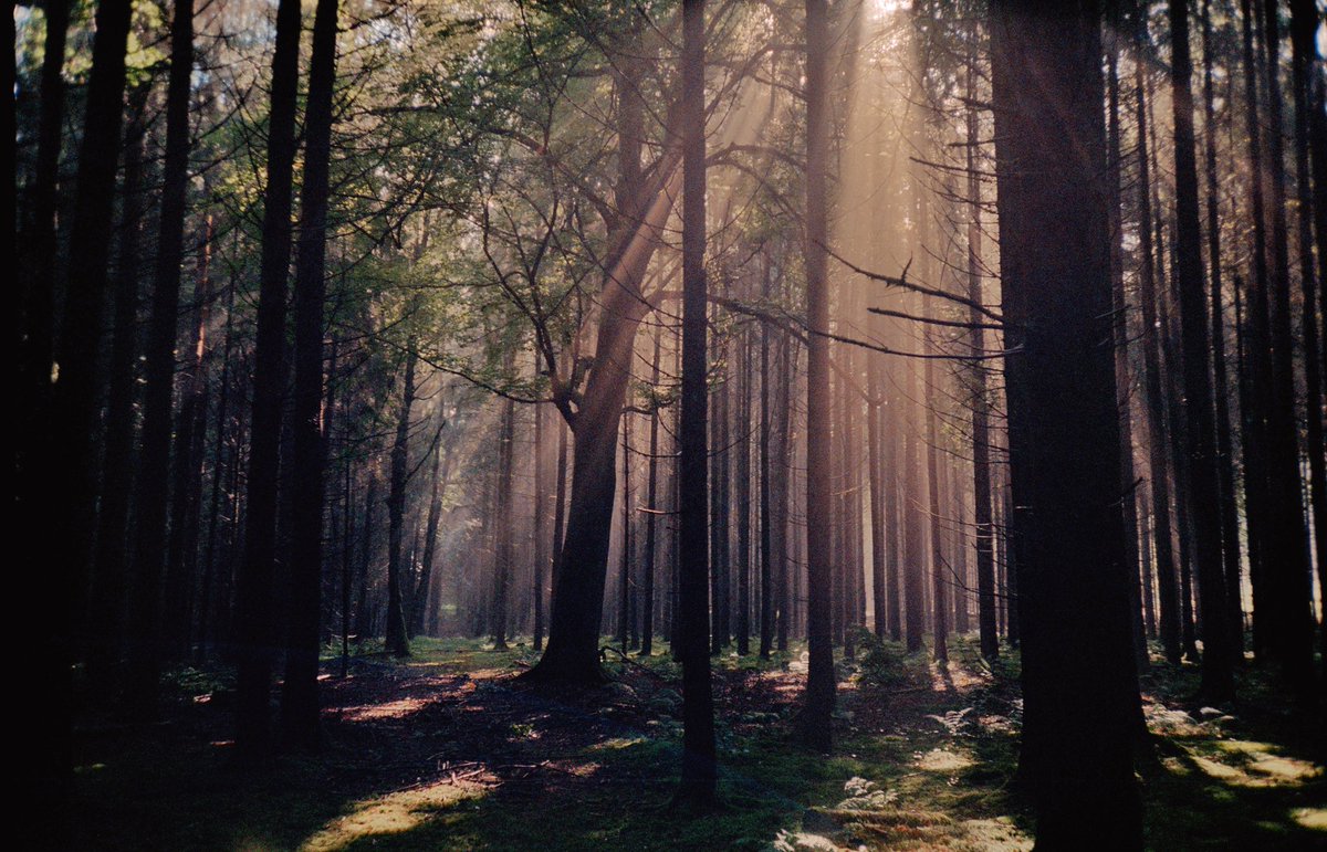 analoguevibez's tweet photo. I love autumn. https://t.co/RWNIybW6Cn