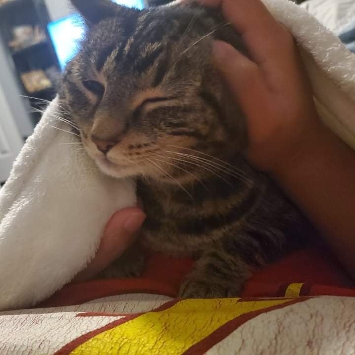 Henry 🦁 tweet media