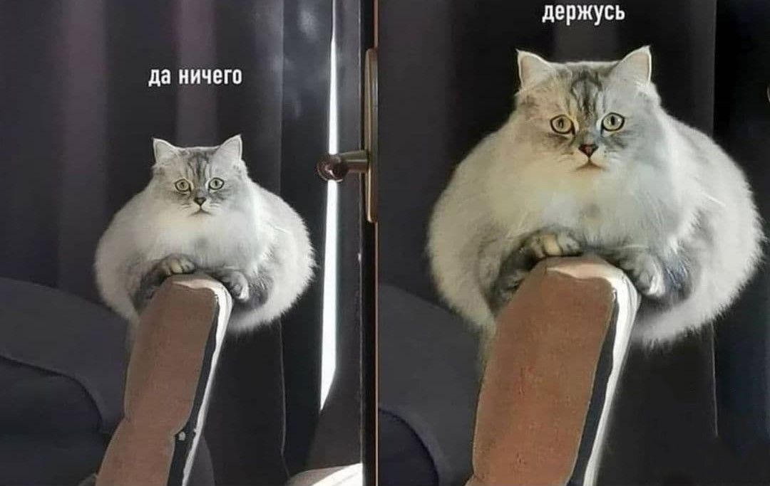 drunktwi's tweet photo. Когда кто-то спрашивает как у меня дела: https://t.co/clP7tJJZN6