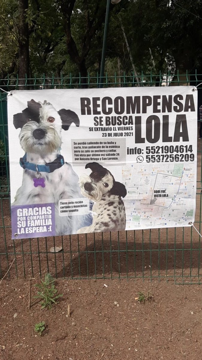 <a href="/AlcaldiaBJ/">AlcaldiaBJ</a> @CaninaAmber <a href="/ColCentinela/">Colonia El Centinela</a> <a href="/RescateAnimal/">Rescate Animal</a> <a href="/Apoyo_Croqueton/">Apoyo Croquetón</a> <a href="/LuisitoComunica/">Luisillo El Pillo</a> <a href="/lawera33/">Perros Encontrados sin su dueño</a> <a href="/HuesitosDF/">Huesitos DF</a> <a href="/Lacasadelsalchi/">La casa del perro Salchicha CDMX</a> <a href="/_PatriciaAnaya/">Amo a los Perros</a> 
<a href="/Perrosenlacalle/">Alfredo Marquez T.</a> <a href="/perrososmx/">🅿🅴🆁🆁🅾🆂🅾🆂🅼🆇</a> <a href="/PrrosPerdidosMX/">PerrosPerdidosMx</a> <a href="/PpEncontradosMx/">PerrosEncontrados</a> <a href="/perrososmx/">🅿🅴🆁🆁🅾🆂🅾🆂🅼🆇</a> <a href="/perrosymas/">Queridos peludos</a>