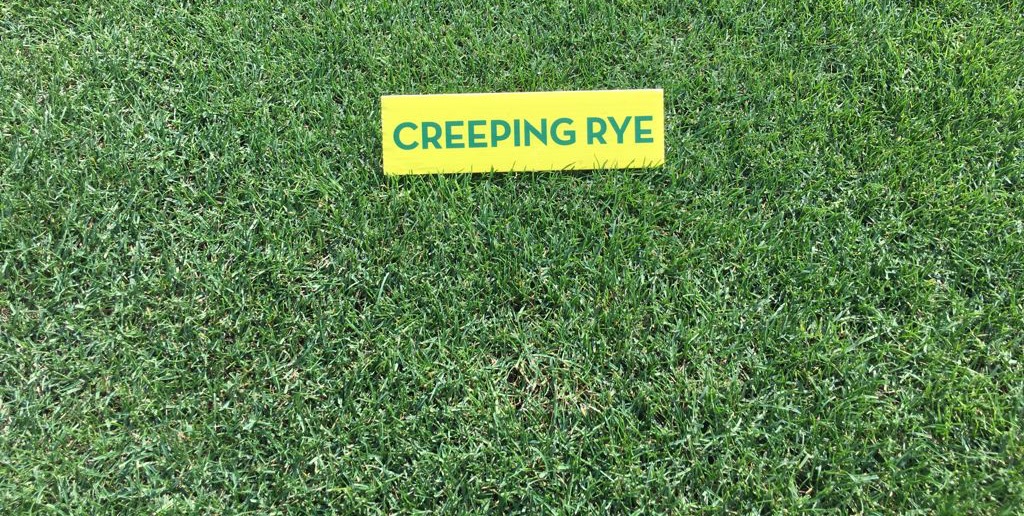 SemillasFitoTG's tweet photo. 📰 #Repoblador, #CreepingRye, #LightRye y #Fast, cuatro de nuestras fórmulas de #raygrasses para dar respuesta a las necesidades del profesional de las áreas verdes 🌱
https://t.co/Jh35DmREaF vía @golfindustria https://t.co/pNLzxTnH6G