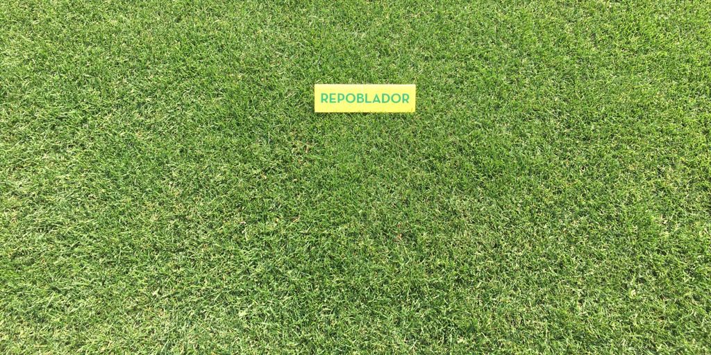 SemillasFitoTG's tweet photo. 📰 #Repoblador, #CreepingRye, #LightRye y #Fast, cuatro de nuestras fórmulas de #raygrasses para dar respuesta a las necesidades del profesional de las áreas verdes 🌱
https://t.co/Jh35DmREaF vía @golfindustria https://t.co/pNLzxTnH6G